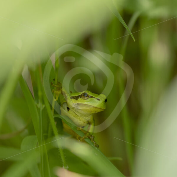 Hyla Arborea climbing up in some bushes - Nature Stock Photo Agency