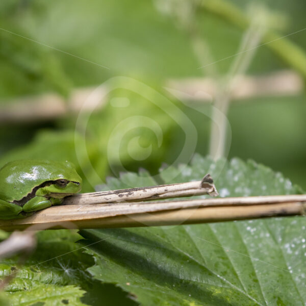 Hyla arborea on some reeds in The Netherlands - Nature Stock Photo Agency
