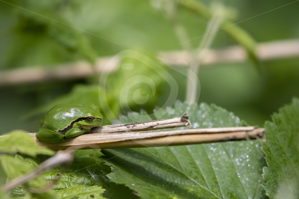 Hyla arborea on some reeds in The Netherlands - Nature Stock Photo Agency