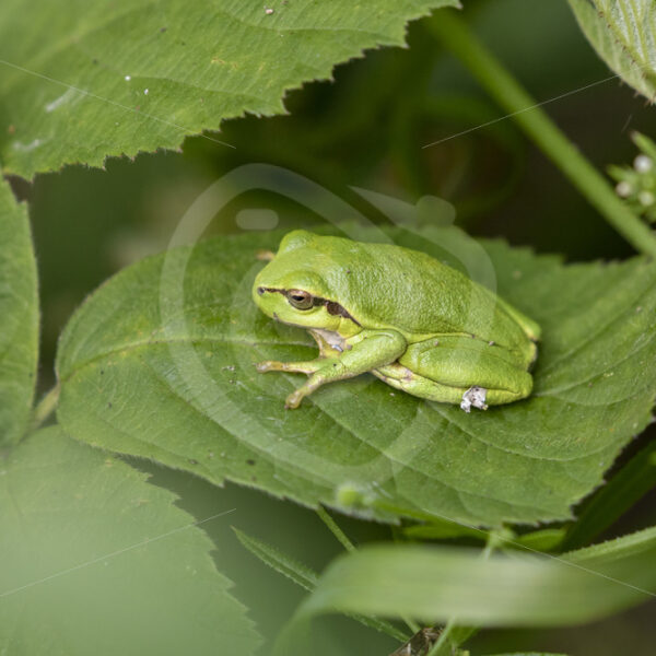 Hyla arborea waking up from its sleep on a rubus leaf - Nature Stock Photo Agency