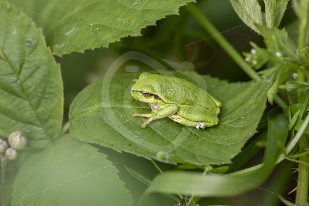 Hyla arborea waking up from its sleep on a rubus leaf - Nature Stock Photo Agency