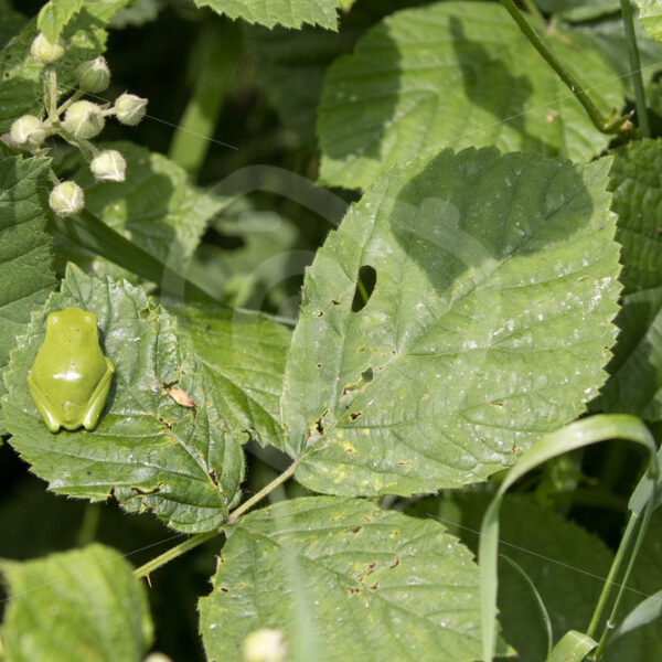 Typical behaviour of Hyla Arborea resting on a leaf of rubus bushes - Nature Stock Photo Agency