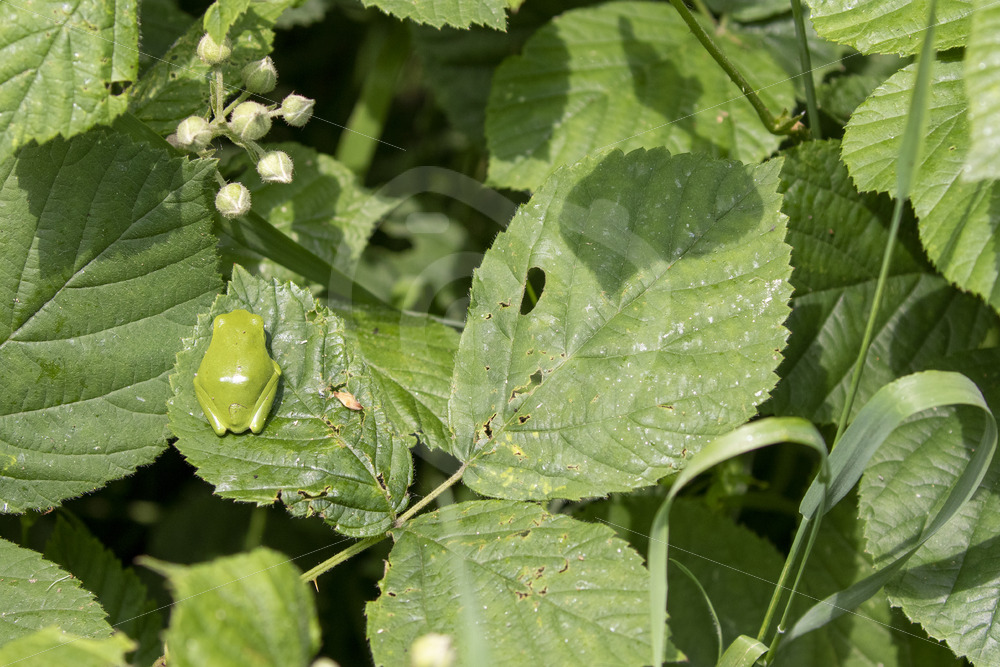 Typical behaviour of Hyla Arborea resting on a leaf of rubus bushes - Nature Stock Photo Agency