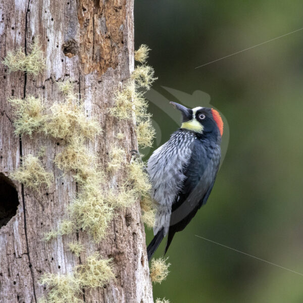 Acorn woodpecker in the forest of San Gerardo de Dota, Costa Rica - Nature Stock Photo Agency