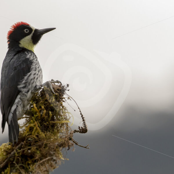 Acorn woodpecker on the lookout in the mountains of San Gerardo de Dota, Costa Rica - Nature Stock Photo Agency