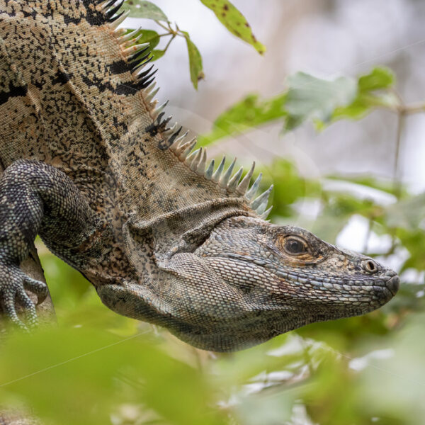 Black Iguana (Ctenosaura Similis) climbing a tree in a rainforest in Puntaneras - Nature Stock Photo Agency