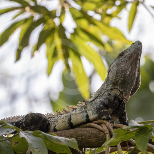 Black iguana bouncing head up as a warning signal, Jacó, Costa Rica - Nature Stock Photo Agency