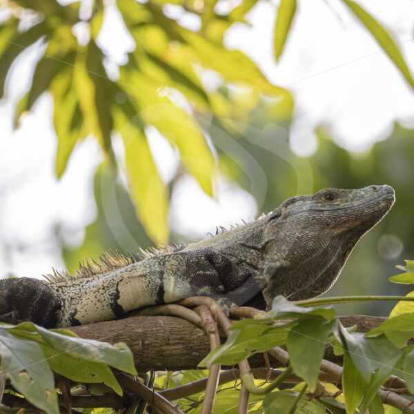Black iguana on his favorite branch in a tree, Jacó, Costa Rica - Nature Stock Photo Agency
