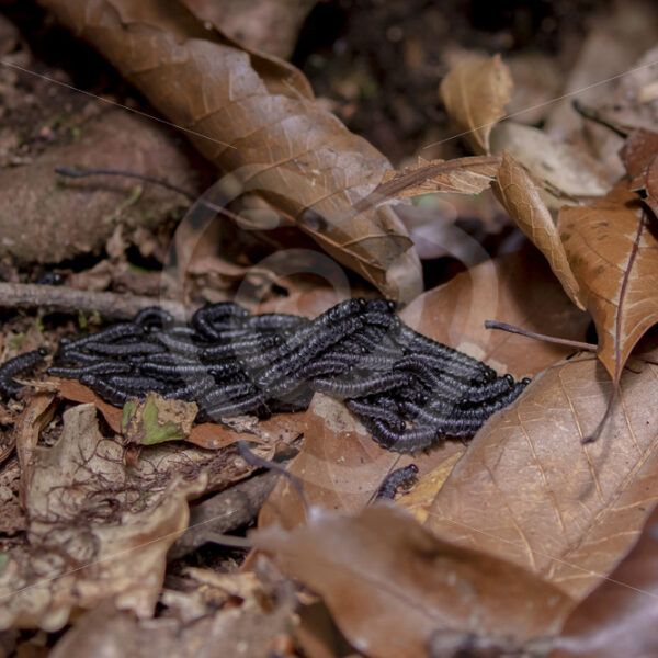 Black pergid sawflies larvae in the cloud forest of Savegre, San Gerardo de Dota, Costa Rica - Nature Stock Photo Agency