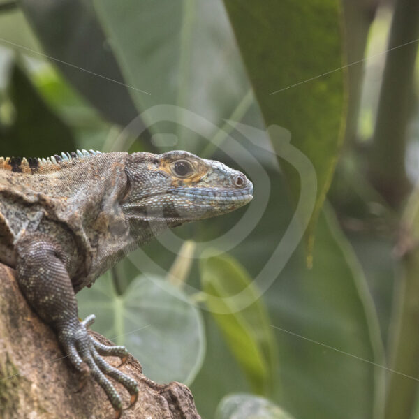Black spiny-tailed iguana in a tree, Puntarenas, Costa Rica - Nature Stock Photo Agency