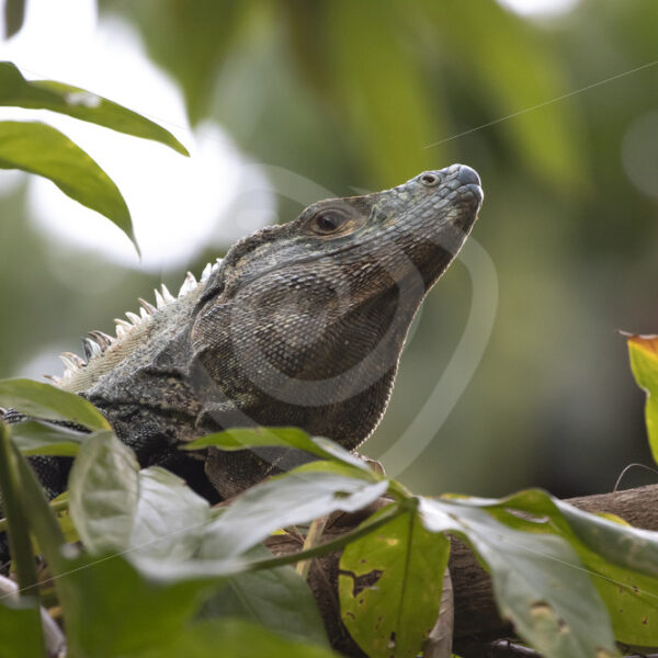 Black spiny-tailed iguana looking from its territorial tree, Jacó, Costa Rica - Nature Stock Photo Agency