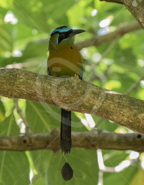 Blue-capped motmot, Jaco, Puntarenas, Costa Rica - Nature Stock Photo Agency