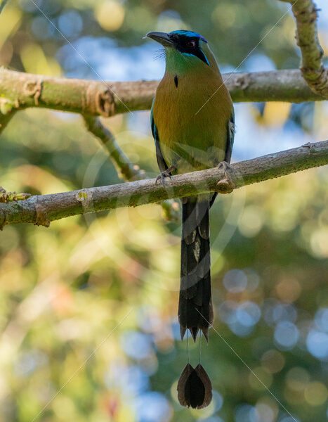 Blue-crowned motmot in San Jose, Costa Rica - Nature Stock Photo Agency