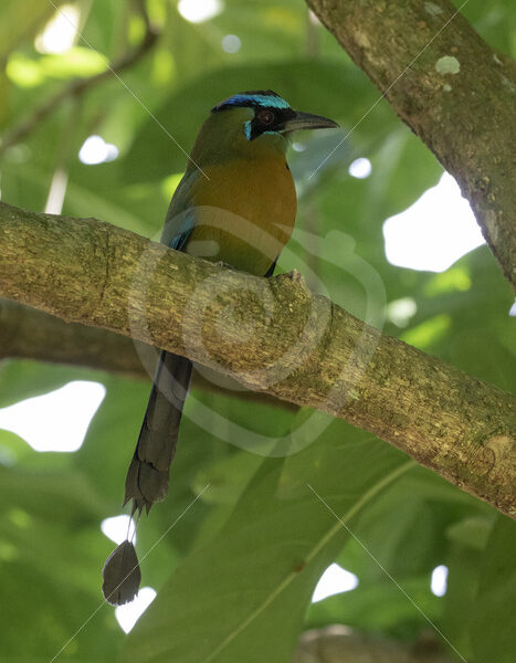 Blue-crowned motmot in San José city, Costa Rica - Nature Stock Photo Agency