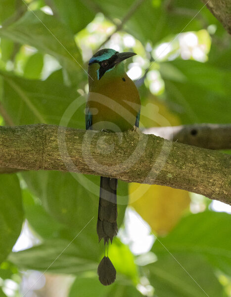 Blue-crowned motmot near Jacó, Puntaneras, Costa Rica - Nature Stock Photo Agency