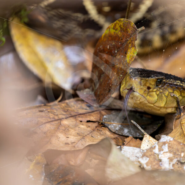 Bothrops asper or Fer-de-lance hidden in the leaves on the ground, Mystico Park, La Fortuna, Costa Rica - Nature Stock Photo Agency