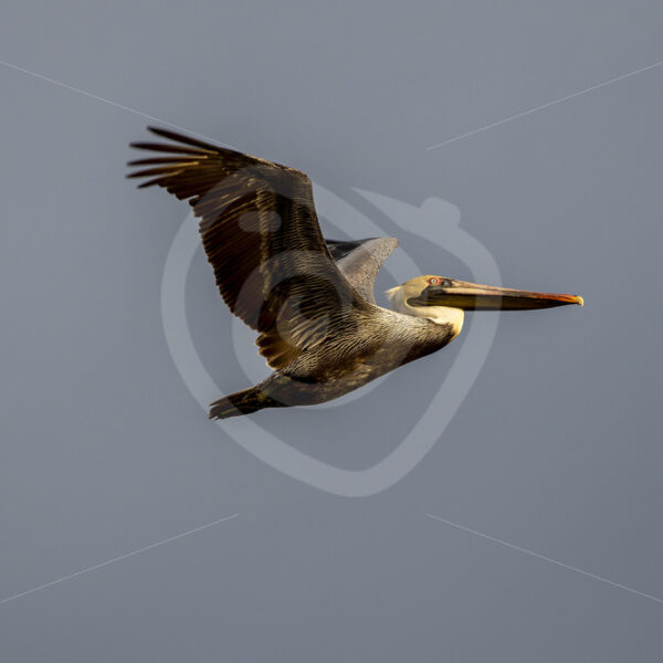 Brown pelican flying over the Tarcoles river, Puntarenas, Costa Rica - Nature Stock Photo Agency