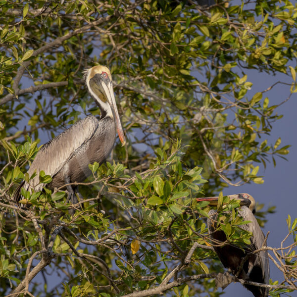 Brown pelicans in their nesting trees on the Tracoles river, Costa Rica - Nature Stock Photo Agency