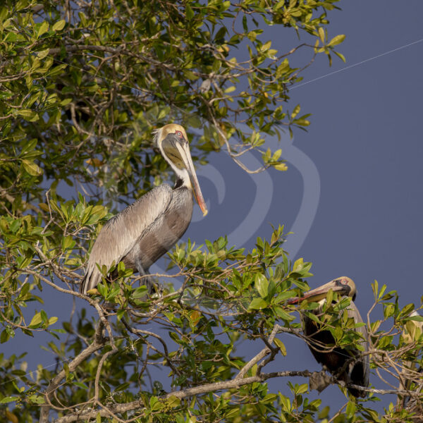 Brown pelicans preparing to sleep in their nesting trees on the Tracoles river, Costa Rica - Nature Stock Photo Agency