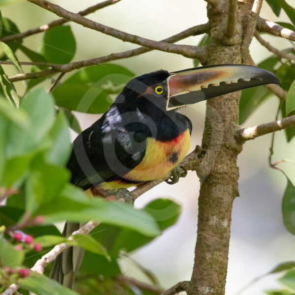 Collared aracari (Pteroglossus torquatus) in Parque Nacional Volcán Arenal, Costa Rica - Nature Stock Photo Agency