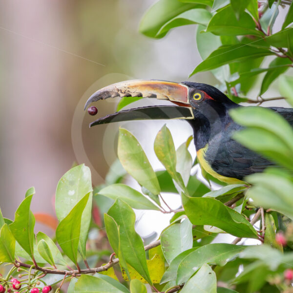 Collared aracari eating berries, Parque Nacional Volcán Arenal, Costa Rica - Nature Stock Photo Agency