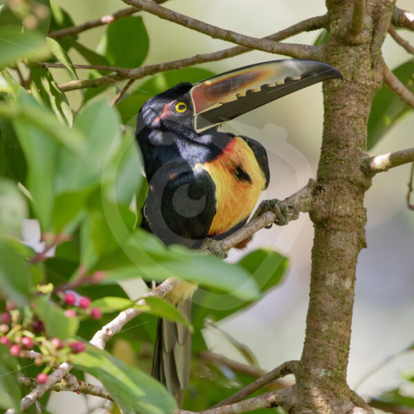Collared aracari in Parque Nacional Volcán Arenal, Costa Rica - Nature Stock Photo Agency