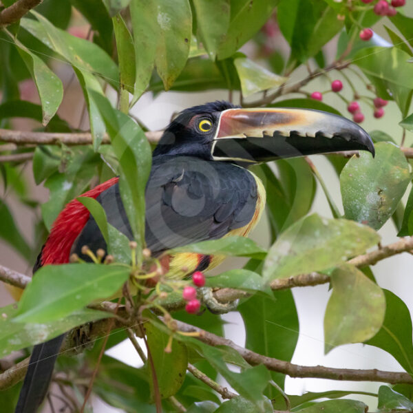 Collared aracari in a berry tree, Parque Nacional Volcán Arenal, Costa Rica - Nature Stock Photo Agency