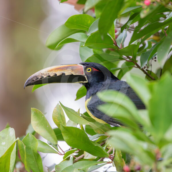 Collared aracari in its favorite bush near Arenal observatory lodge, Parque Nacional Volcán Arenal, Costa Rica - Nature Stock Photo Agency