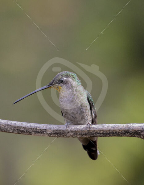 Female Talamanca hummingbird in San Gerardo de Dota - Nature Stock Photo Agency
