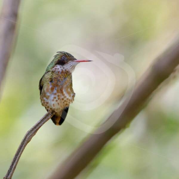 Female black-crested coquette (Lophornis helenae) in the Parque Nacional Volcán Arenal, Costa Rica - Nature Stock Photo Agency