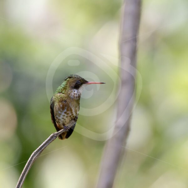 Female black-crested coquette in the Parque Nacional Volcán Arenal, Costa Rica - Nature Stock Photo Agency