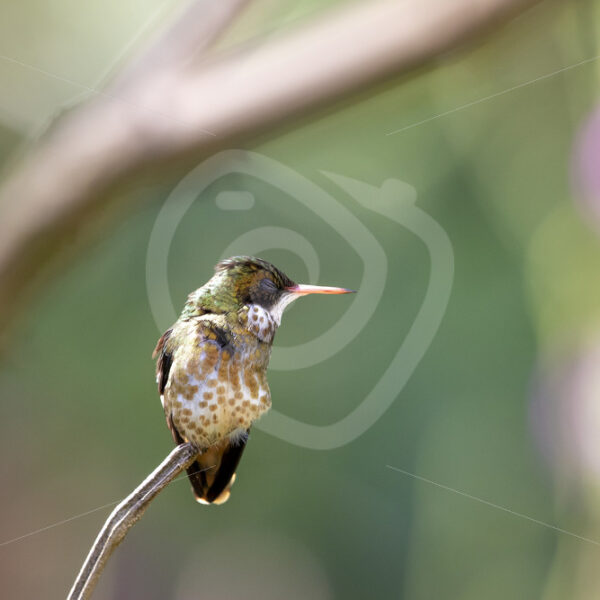 Female black-crested coquette in the Parque Nacional Volcán Arenal, Costa Rica - Nature Stock Photo Agency