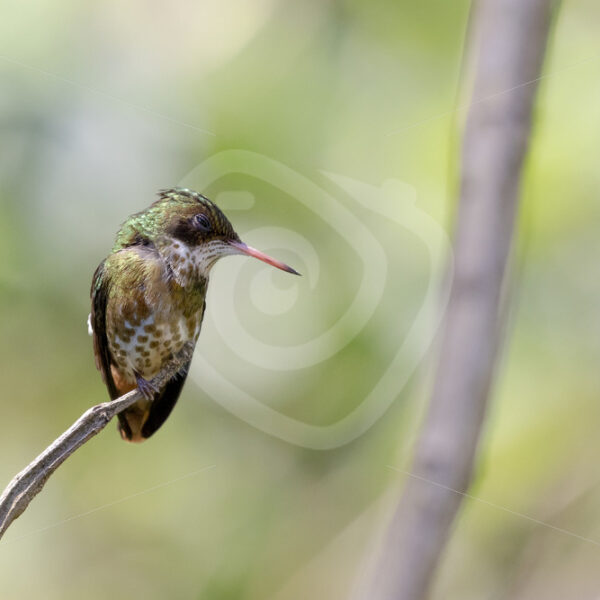 Female black-crested coquette on a branch in the Parque Nacional Volcán Arenal, Costa Rica - Nature Stock Photo Agency