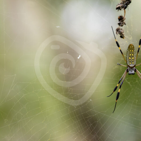 Female golden silk spider in its web, Jacó, Costa Rica - Nature Stock Photo Agency