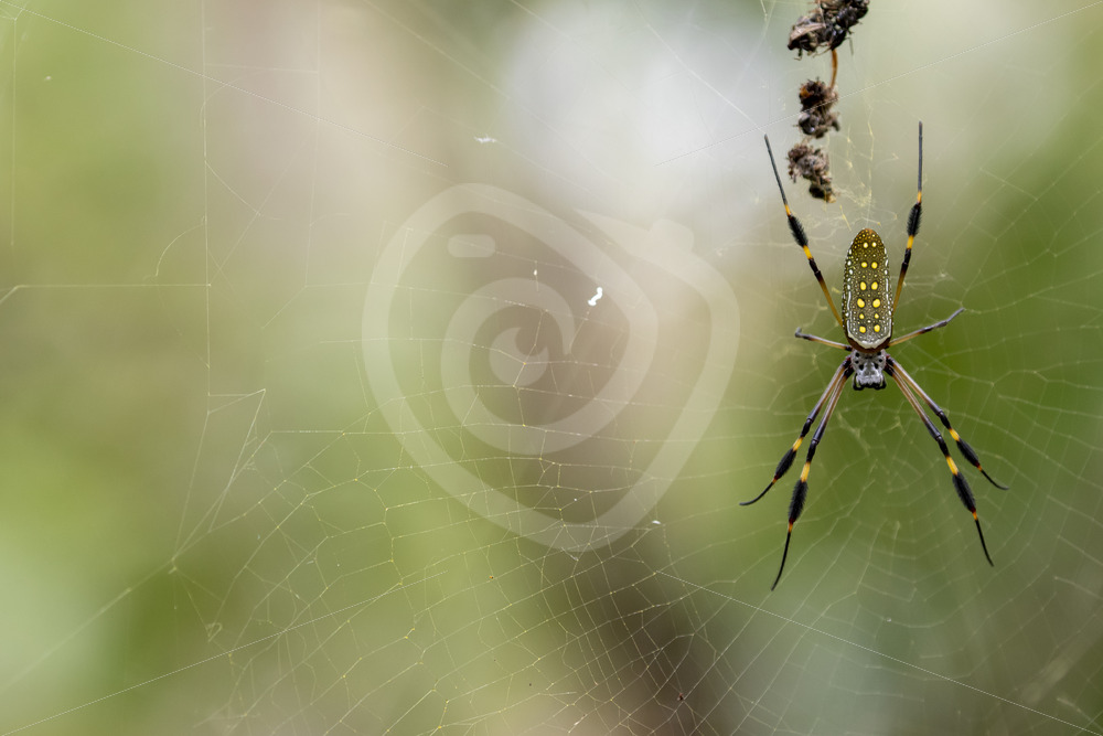 Female golden silk spider in its web, Jacó, Costa Rica - Nature Stock Photo Agency