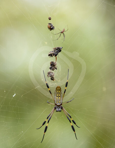 Female golden silk spider with several prey and the tiny male in its web - Nature Stock Photo Agency
