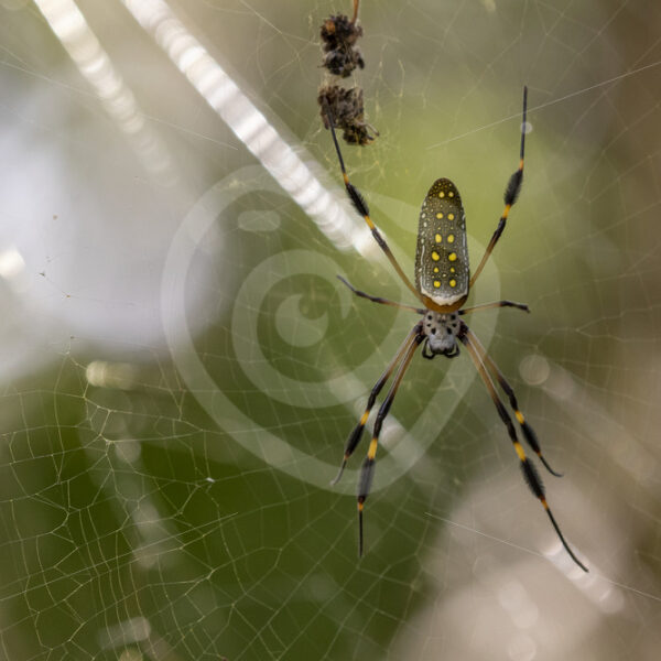 Female golden silk spider with several prey in its web, Puntarenas, Costa Rica - Nature Stock Photo Agency
