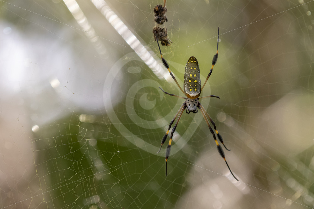 Female golden silk spider with several prey in its web, Puntarenas, Costa Rica - Nature Stock Photo Agency