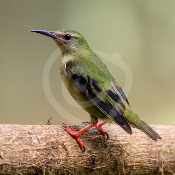 Female red-legged honeycreeper, La Fortuna, Costa Rica - Nature Stock Photo Agency