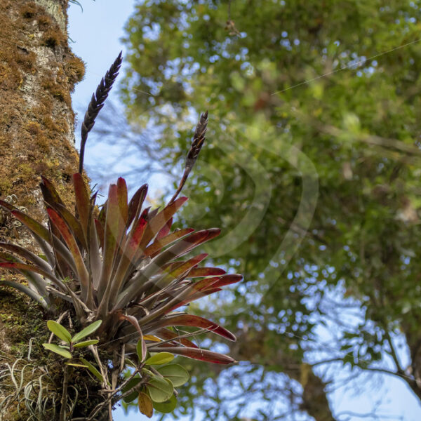 Flowering Bromeliaceae in San Gerardo de Dota primal cloud rainforest, Costa Rica - Nature Stock Photo Agency