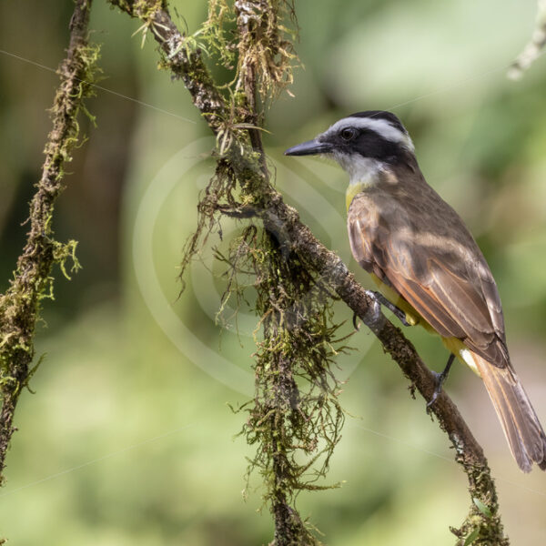 Great kiskadee in a forest near La Fortuna, Costa Rica - Nature Stock Photo Agency