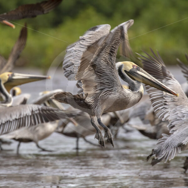 Group of brown pelicans flying up on the shores of the Tarcoles river, Costa Rica - Nature Stock Photo Agency