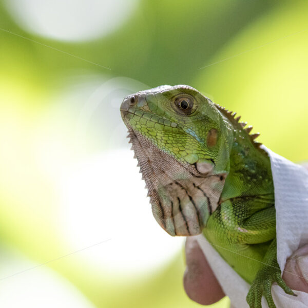 Juvenile green iguana being helped by a researcher in the Puntaneras province, Costa Rica - Nature Stock Photo Agency