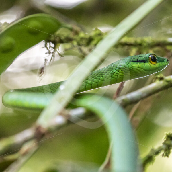 Leptophis ahaetulla (parrot snake) in Costa Rica - Nature Stock Photo Agency