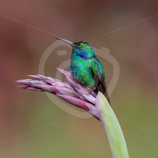 Lesser violetear hummingbird in San Gerardo de Dota, Costa Rica - Nature Stock Photo Agency