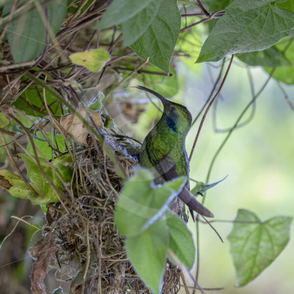 Lesser violetear hummingbird preparing to go and sit on its nest - Nature Stock Photo Agency