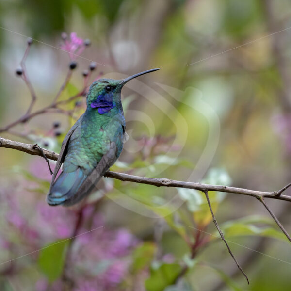 Lesser violetear in Batsu, cloud forests of the Savegre valley, Costa Rica - Nature Stock Photo Agency