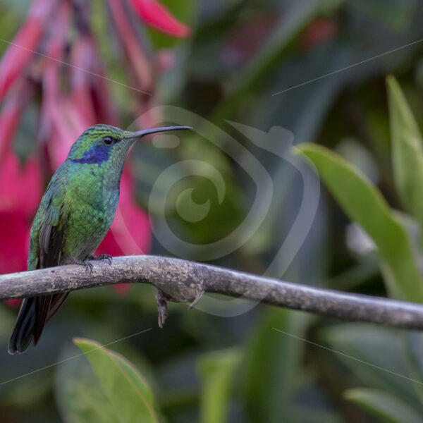 Lesser violetear or mountain violet-ear in the Savegre river valley, Costa Rica - Nature Stock Photo Agency