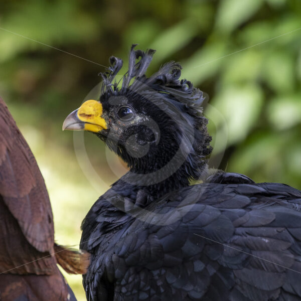 Male Great Curassow (Crax rubra) at Arenal Observatory Lodge, Costa Rica - Nature Stock Photo Agency