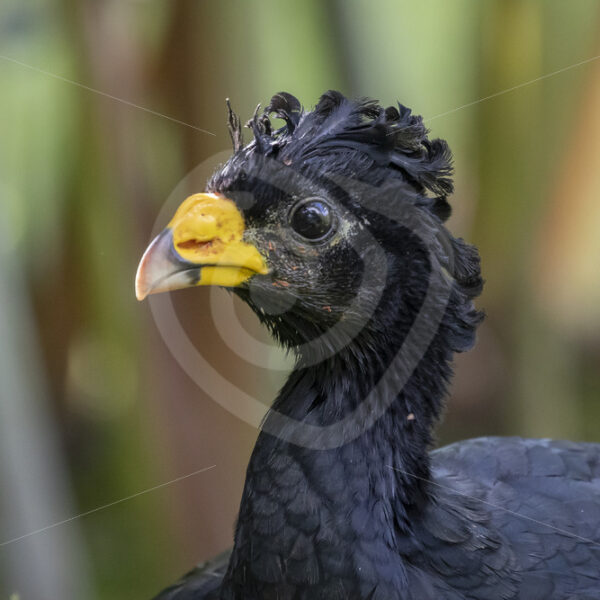 Male Great Curassow close up at Arenal Observatory Lodge, Costa Rica - Nature Stock Photo Agency